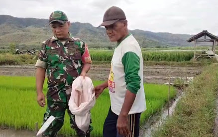 Kebersamaan TNI dan Petani di Kendit, Semai Harapan dari Lahan Persawahan