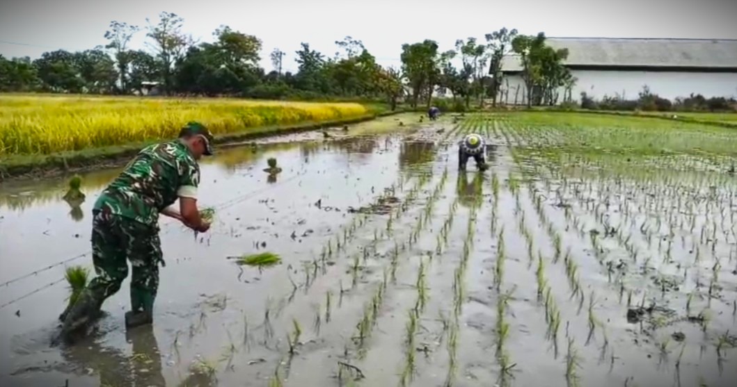 TNI Dampingi Petani Tanam Padi, Perkuat Ketahanan Pangan di Besuki
