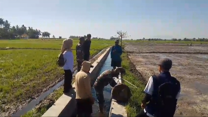 Dukung Ketahanan Pangan, Babinsa Koramil 0823/03 Kapongan Dampingi Petani Tanam Padi Sistem Tabela