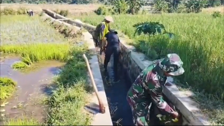 Jaga Kelancaran Air ke Sawah, Babinsa Koramil 0823/11 Besuki Gotong Royong Bersama Petani Bersihkan Irigasi
